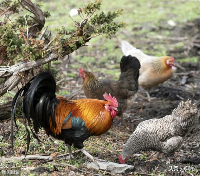 鸡被老鼠咬了怎么办:农村的土鸡吃了耗子药，咋办啊？有哪些方法能把它救回来呢？