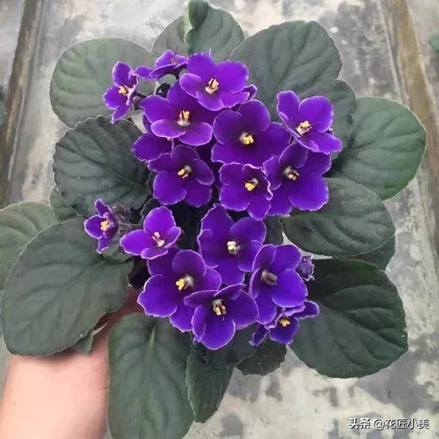 非洲堇一盆能栽多棵吗:盆栽种植非洲堇，需要注意什么？