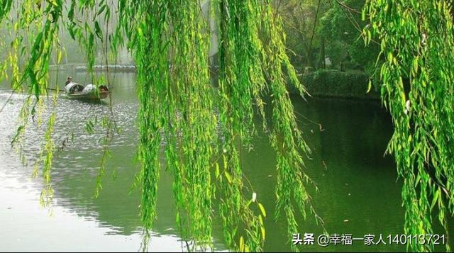 不开花的树木用什么肥料好 头条问答