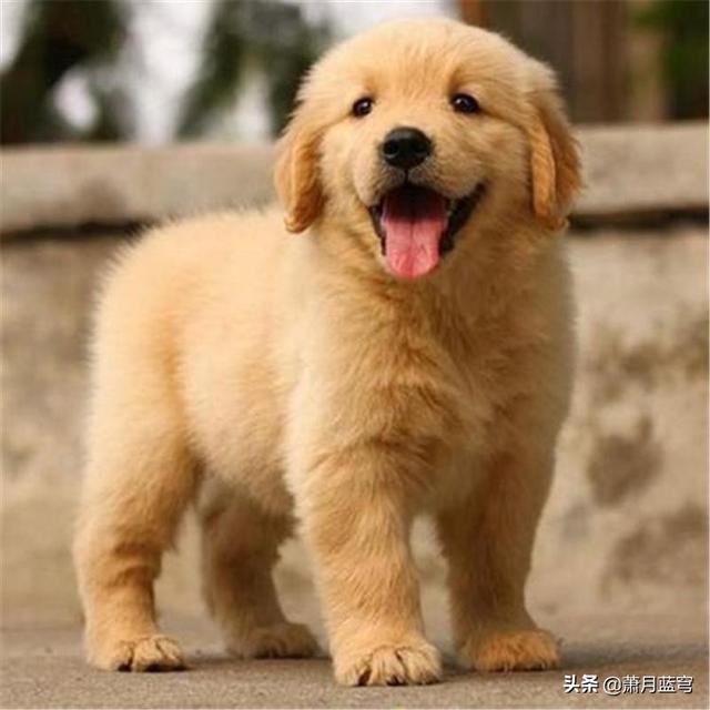 德国牧羊犬阿托斯:德牧，阿拉斯加，金毛都适合新手养吗？
