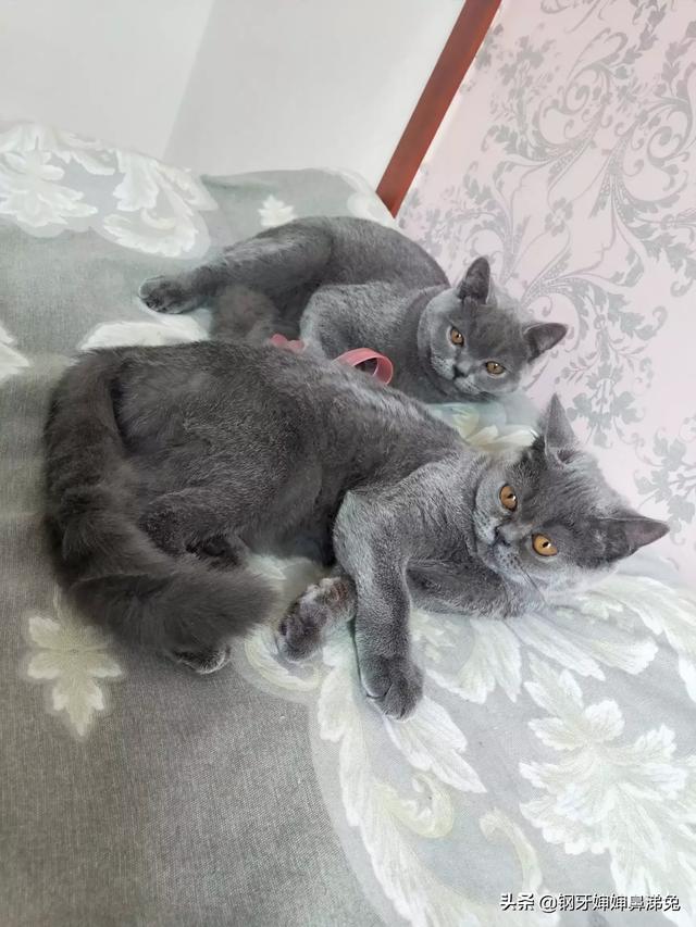 头条问答 350元的蓝猫能买吗 怎么样 26个回答