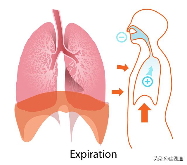鞍山新型冠状肺炎疑似病例，如果被肺炎感染了一直没发热，到最后还会发热吗，会呼吸困难吗？