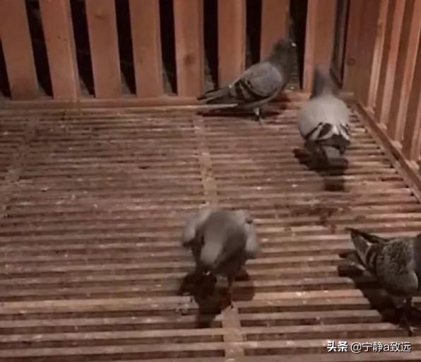 鸽子嗉囊炎该如何防治？插图9