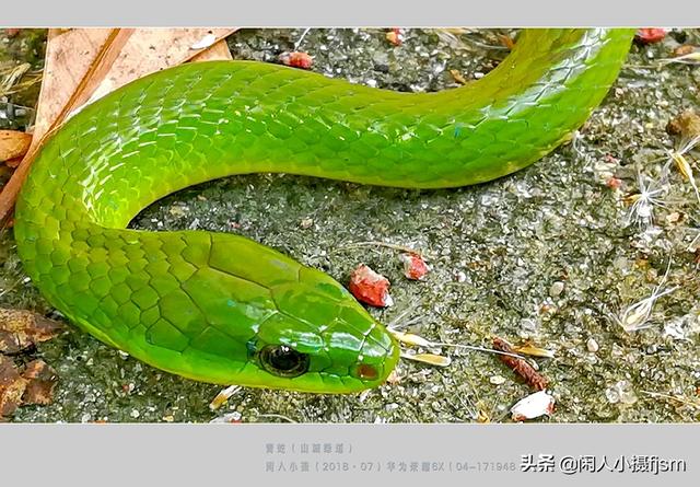 水蛇图片:你手机拍的蛇类的照片能否分享一下？
