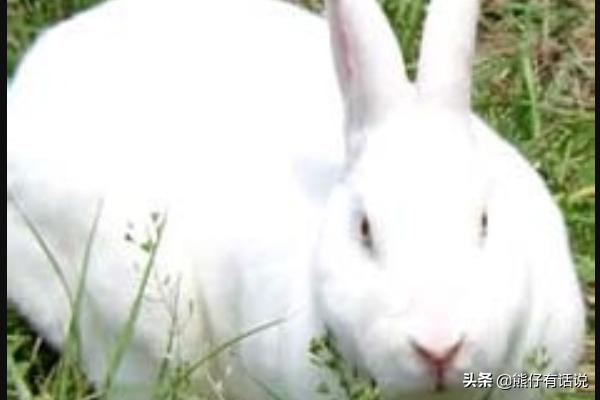 垂耳兔拉稀吃什么药:兔子不吃食与肚胀拉稀的解决方案？