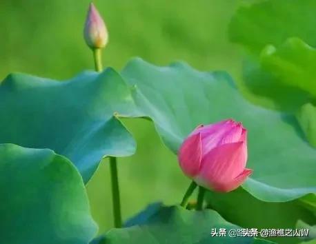 陶渊明的资料:归园田居全诗表达了作者什么样的思想？