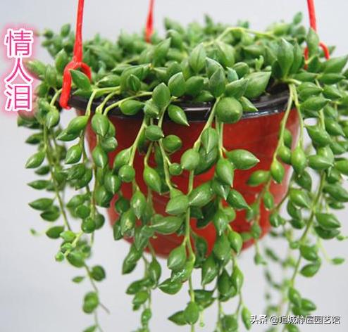 王玉珠帘多肉植物图片:养的多肉好像有点过于茂盛，我该怎么做？