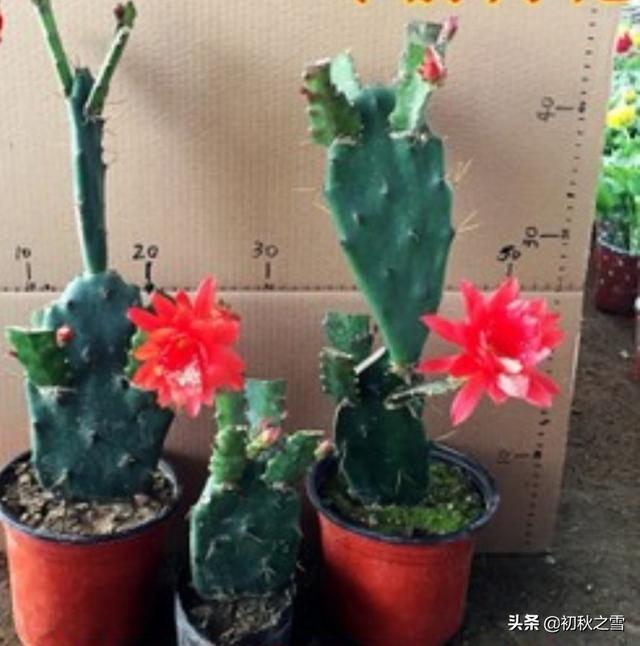 叶仙嫁接令箭荷花方法:秋天无根仙人掌，可以嫁接令箭荷花后再扦插吗？