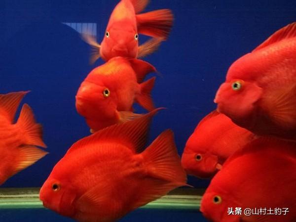 血红鹦鹉鱼食哪个牌子好:鹦鹉鱼如何喂养，体型才能快速的长大？
