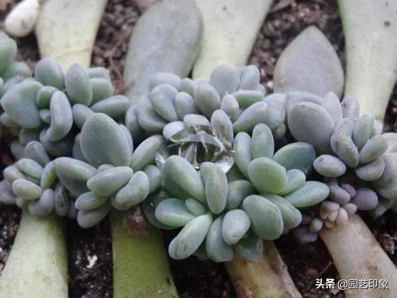 狗茎蝴蝶结插:蝴蝶犬毛发打结、枯燥，怎么办？
