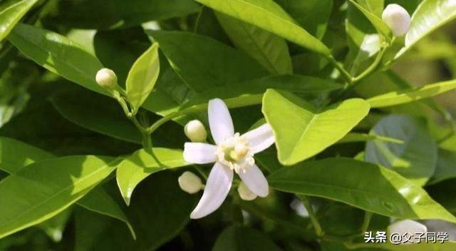 头条问答 - 皇帝柑开花比较晚是什么原因?(8个回答)