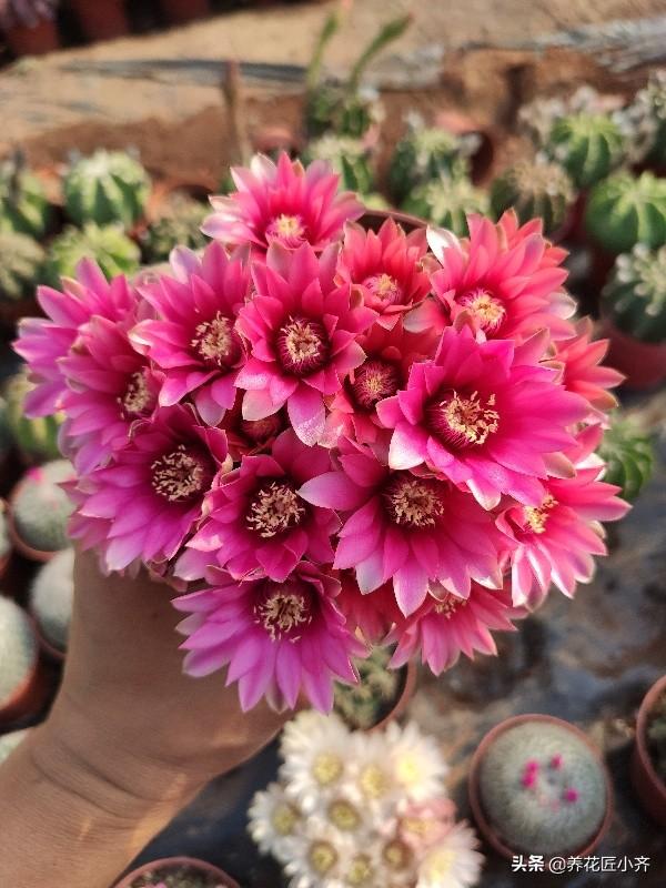 粉红色玉石的种类图片,绯花玉仙人球哪个品种最好？