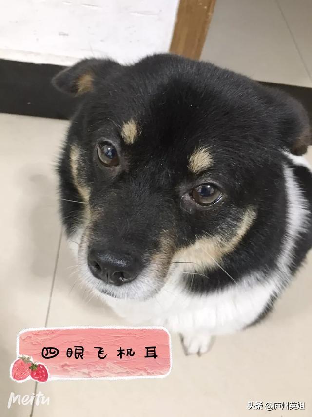 关于狗狗的感人故事:你知道哪些流浪狗狗最感人的故事？ 关于狗狗的感人故事200