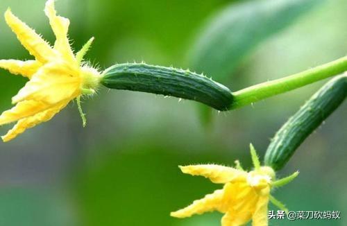 黄瓜最佳种植时间是什么时候，秋黄瓜什么时间种长得又多又好，还又顺溜？