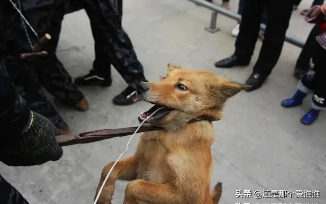 改变世界的犬类流浪狗:对于如何处理流浪狗你有什么好的建议？