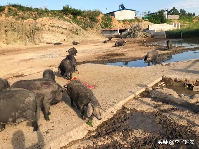 宿州松鼠养殖场批发:生猪现在已经降到了11块钱，请问大家，养生猪，还能赚到钱吗？