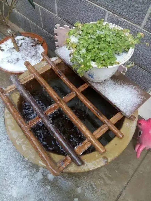 蜈蚣草图片:蜈蚣草图片的使用方法 古法养鱼，缸水变绿了怎么办？