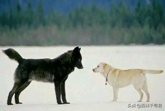 狼和狗的区别:狼与狗的最大区别是什么呢，有些狗会狼嚎，那狼会不会狗叫呢？