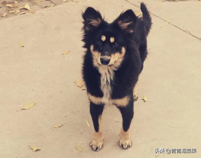 最忧伤的狗图片:狗丢了和狗死了，哪个更难过？