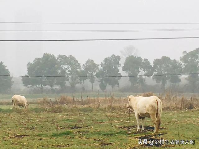 小古牧犬的市场价:宠物狗狗的市场价大概是身多少？地域不同有什么区别吗？