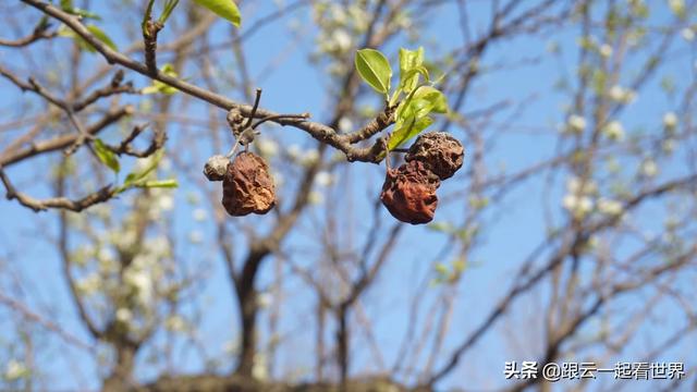 拉尔复仇记:《王子复仇记》中，哈姆雷特与奥菲利亚的爱情悲剧是谁造成的