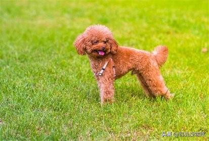 女生为什么不能养泰迪事情:说说你们家里养的泰迪犬，都害怕做什么事情？
