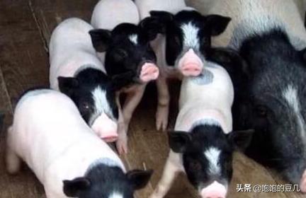 养殖什么好养又赚钱:现在搞什么养殖好，投资小见效快的那种？