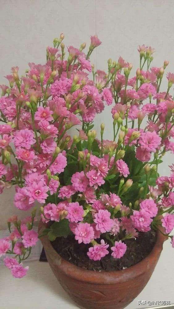 小型观花植物:有哪些适合秋冬观花的室内植物？