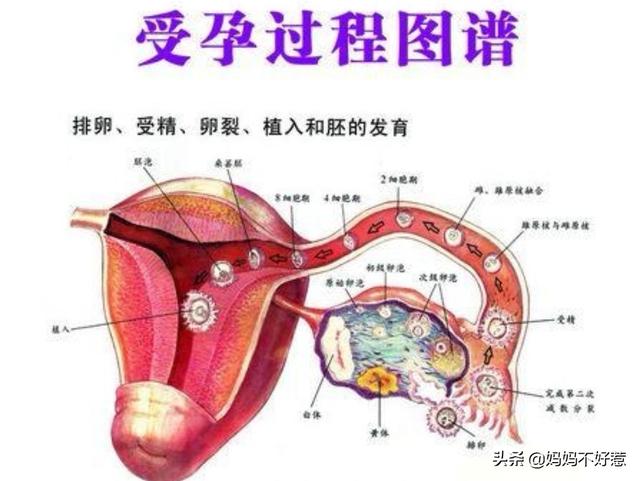 想怀孕最好方法是什么？