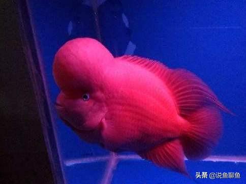 罗汉鱼图片:罗汉鱼图片及价格 罗汉鱼能否与红龙鱼混养？