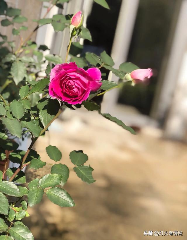 家住别墅是什么样的感觉？插图81