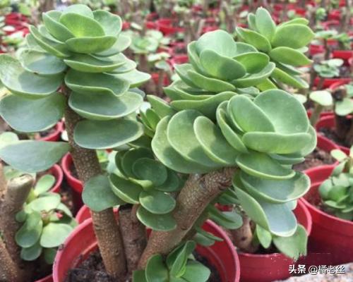金钱串子的养殖方法和注意事项:钱串子的养殖方法和注意事项？