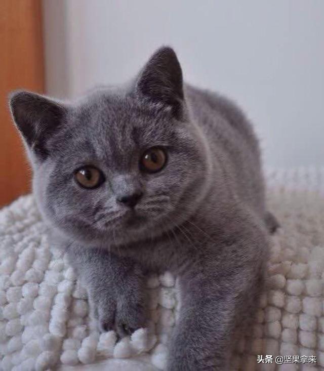 美短猫:第一次养猫，养美短还是橘猫？