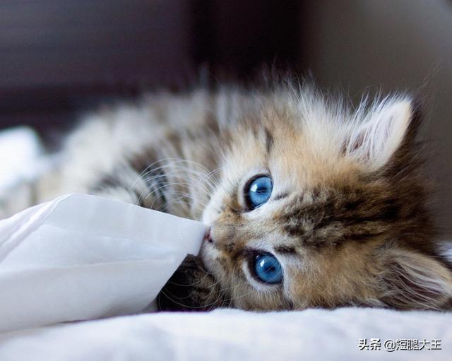 猫咪不乖:你们家的猫洗澡后吹毛会很乖吗？怎么样？