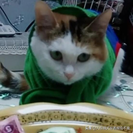 猫咪恨主人的十种表现蓝猫:猫咪会把主人当成妈妈吗？会有什么表现？