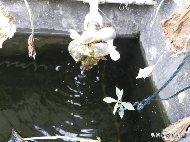 水族冷水机:天气热了，你怎么给鱼降温？