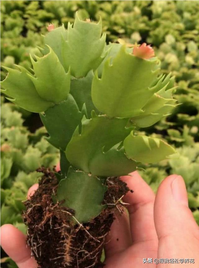蟹爪兰的特点，植物的顶端优势会影响多层蟹爪兰的生长吗