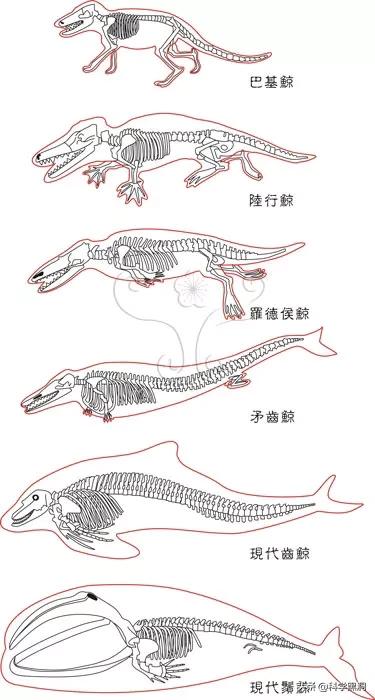 鲸落 鲸为什么死前有在海面上一跃这个行为呢 科学黑洞的回答 头条问答