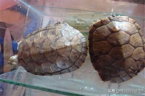 给小乌龟吃什么:怎么养乌龟，乌龟喜欢吃什么？