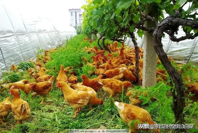 如何才能调动农民积极性,让他们主动参加到乡村振兴工作中去？