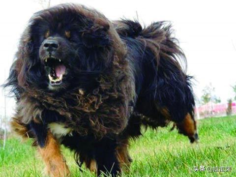 美国斗牛梗:如何知道遇到的是不是恶犬，从而提前防备？