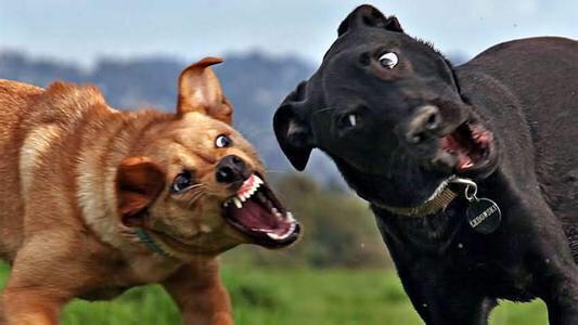 黑狼犬和杜高犬打架视频:我国哪种狼犬杀伤性最强？为什么？