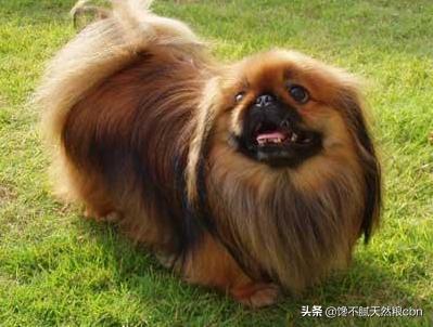 京巴狗的性格特点:为什么有人觉得养京巴犬的人越来越少了呢？