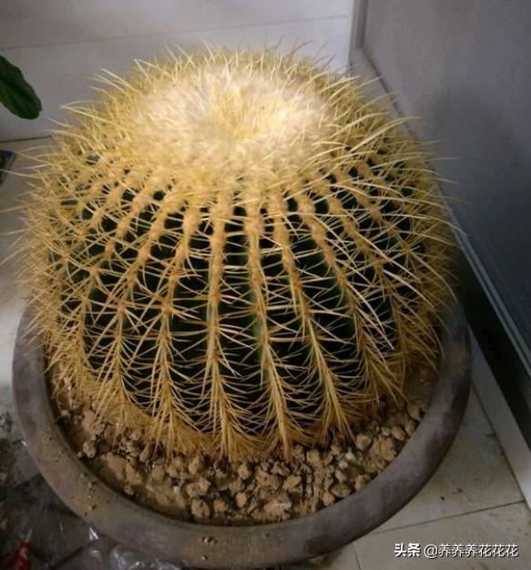 金琥仙人球:金虎仙人球一次浇多少水？