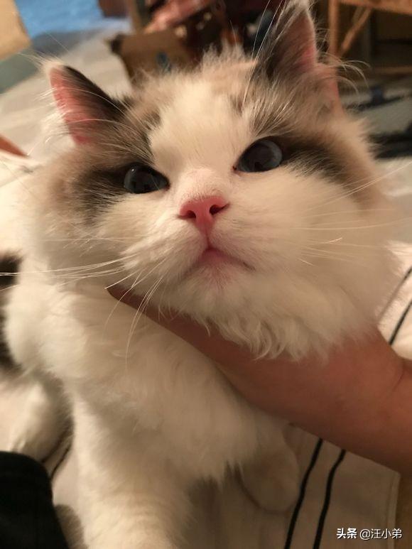 打小猫:打猫有用嘛？一岁的猫总是咬烂东西怎么办？