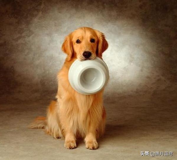 德国牧羊犬阿托斯:德牧，阿拉斯加，金毛都适合新手养吗？
