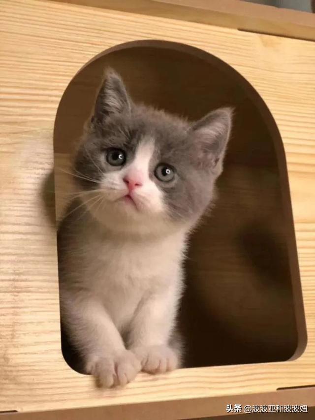 给英短吃的猫饭:英国短毛猫最喜欢吃什么？