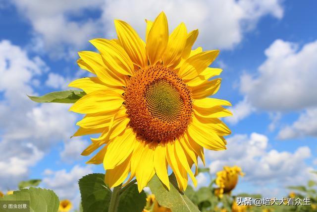 绝育手术:为什么要给狗狗做节育手术？在狗狗的心理上造成的压力大吗？ 绝育手术后还能再怀孕吗