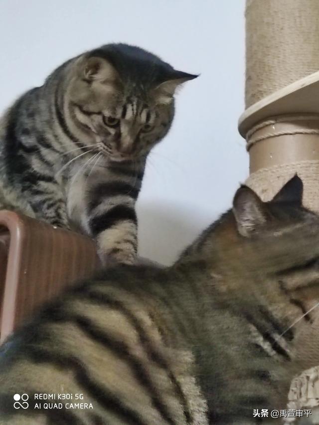 伯纳天纯和发育宝猫粮哪个好:有哪些好的合适的猫粮品牌，安全和性价比都比较优秀的？