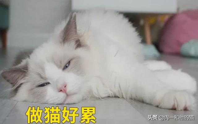 淘宝上卖布偶猫几百块的是真的吗？